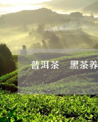 普洱茶 黑茶养胃/2023041286304